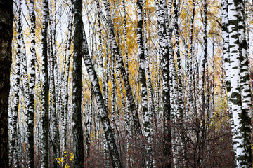 Obraz premium trunks of birch trees in autumn background