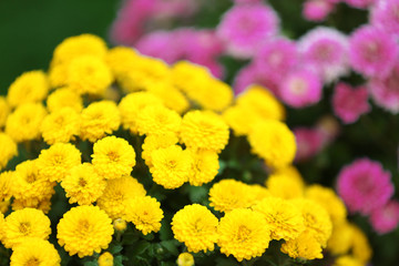 Lilac and yellow flowers as background
