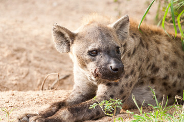 An injured wild Spotted Hyena resting on it's paws in warm sand