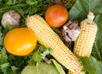 Fresh vegetables - garlic, corn, cabbage, tomatoes from the gard