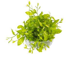 Melientha suavis Pierre