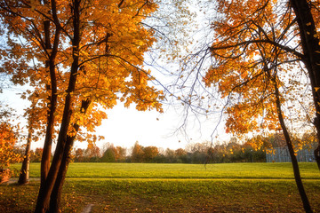 Naklejka na ściany i meble Golden leaves on branch, autumn wood with sun rays