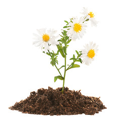 Flowers growing from soil isolated on white