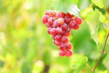 Bunches of ripe grape on plantation closeup