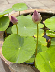 Lotus flowers in water surface garden decoration