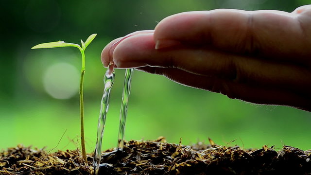 Full HD Male hand watering young tree