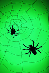 Spiders on web. Halloween decoration concept