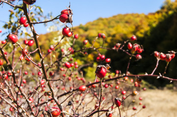 Fototapeta na wymiar Rose hips closeup on autumn mountain background