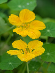 Obraz premium ナスタチウムの花と葉
