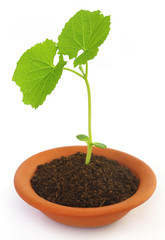 Baby plant of teasel gourd
