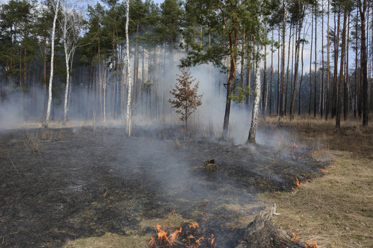 Fire in spring pine forest.