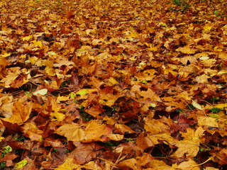 autumn yellow leafs background