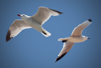 flying birds