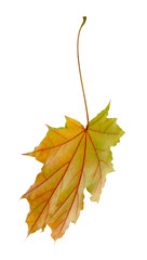 Autumn leaf isolated on white