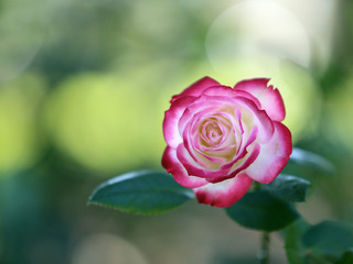 薔薇‐一輪の花