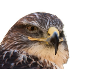 Buteo jamaicensis