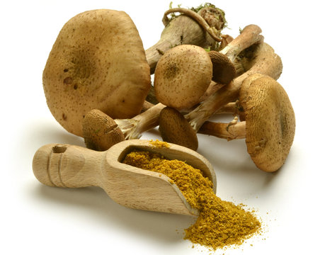 Armillaria mellea Honey fungus Chiodini Honiggelber Hallimasch