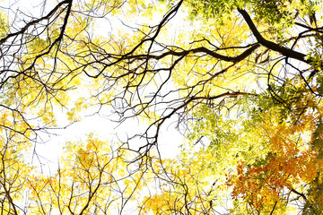 Beautiful autumn tree twigs