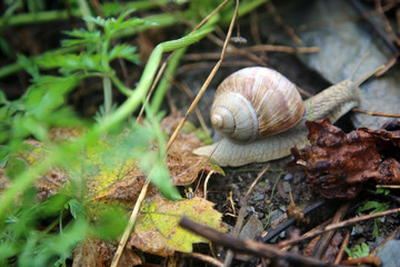 weinberg schnecke