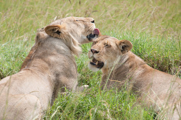 lion