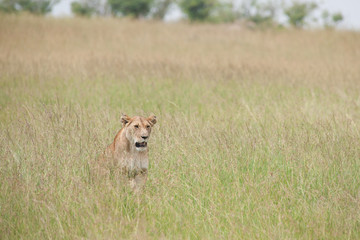 lion