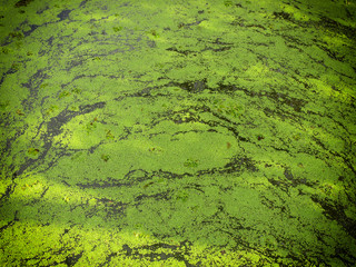 Green duckweed on water