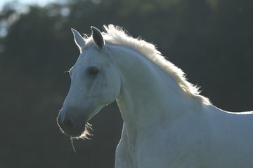 Portrait Schimmel im Gegenlicht © Petra Eckerl