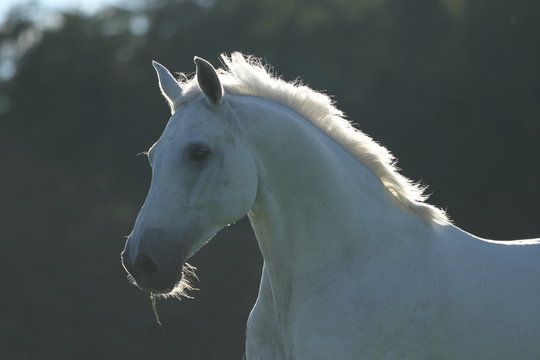 Portrait Schimmel im Gegenlicht
