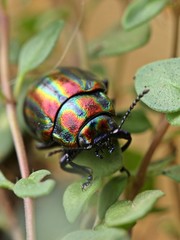 Regenbogen-Blattkäfer (Chrysolina cerealis) auf Thymian
