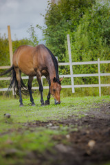 horse, horse's neck, the horse in the summer, horse chestnut