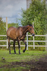 Obraz premium horse, horse's neck, the horse in the summer, horse chestnut