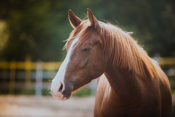 horse, horse's neck, the horse in the summer, horse chestnut