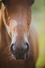 Fototapeta premium horse, horse's neck, the horse in the summer, horse chestnut