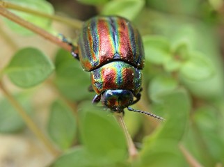 Regenbogen-Blattkäfer (Chrysolina cerealis) auf Thymian