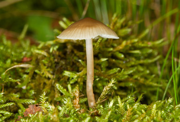 Tiny mushroom, a Mycena, growing between moss
