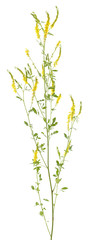 Melilotus officinalis