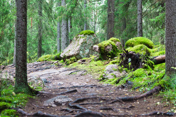Stones in forest