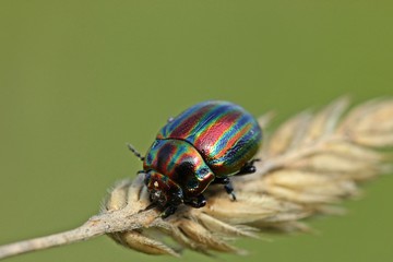 Regenbogen-Blattkäfer (Chrysolina cerealis) auf Grashalm © Schmutzler-Schaub