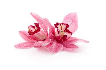 Deurstickers Orchidee Roze Cymbidium orchideeën