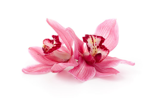 Pink Cymbidium orchids