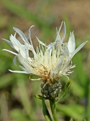 Albino der Wiesen-Flockenblume (Centaurea jacea)