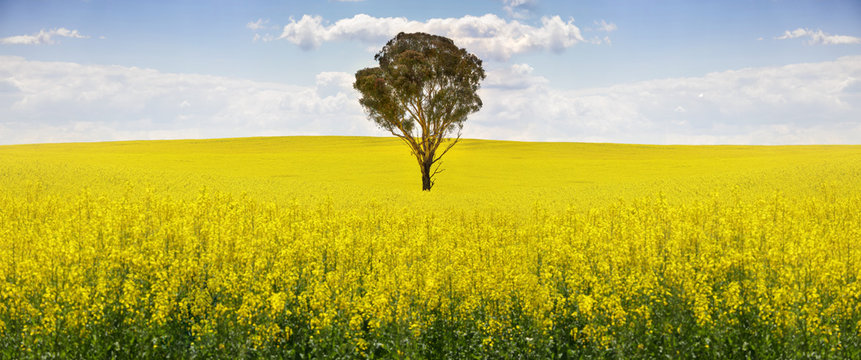 Australian gum tree in field of canola
