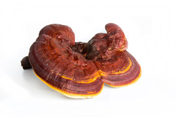 Ganoderma Lucidum isolated on white background