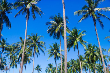 Fototapeta na wymiar Beautiful Grove Coconut Getaway