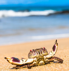 Cute Animal Seafood Posing