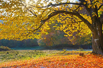 Obrazy  Piękny krajobraz z magicznymi jesiennymi drzewami i opadłymi liśćmi w