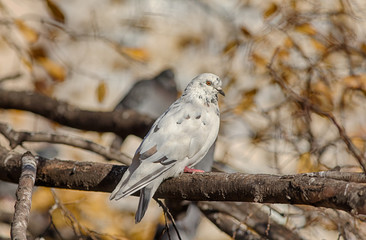 dove on autumn tree