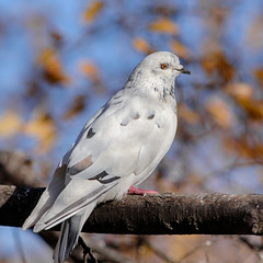 dove closeup