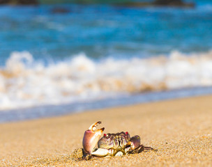 By the Sea Menacing Eyes