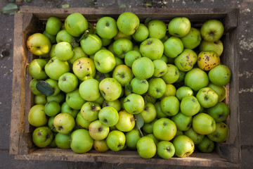 Green apples in box